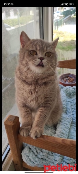 British Shorthair, Kedi  Lolâ fotoğrafı