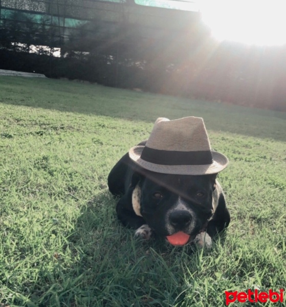 Amerikan Bulldog, Köpek  Reis fotoğrafı