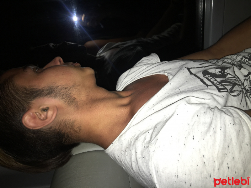 Afgan Tazısı, Köpek  Seko fotoğrafı