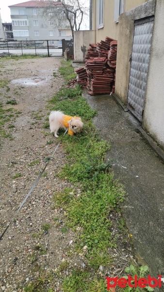 Pekingese, Köpek  Pekmez fotoğrafı