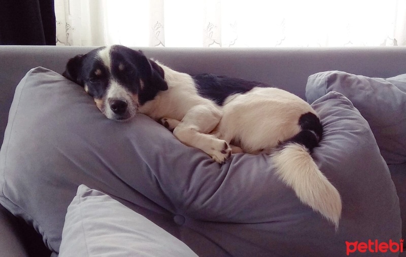 Jack Russell Terrier, Köpek  Boni fotoğrafı