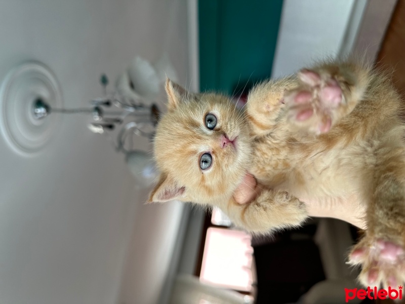 Scottish Fold, Kedi  Red point mavi gözlü yavrular fotoğrafı