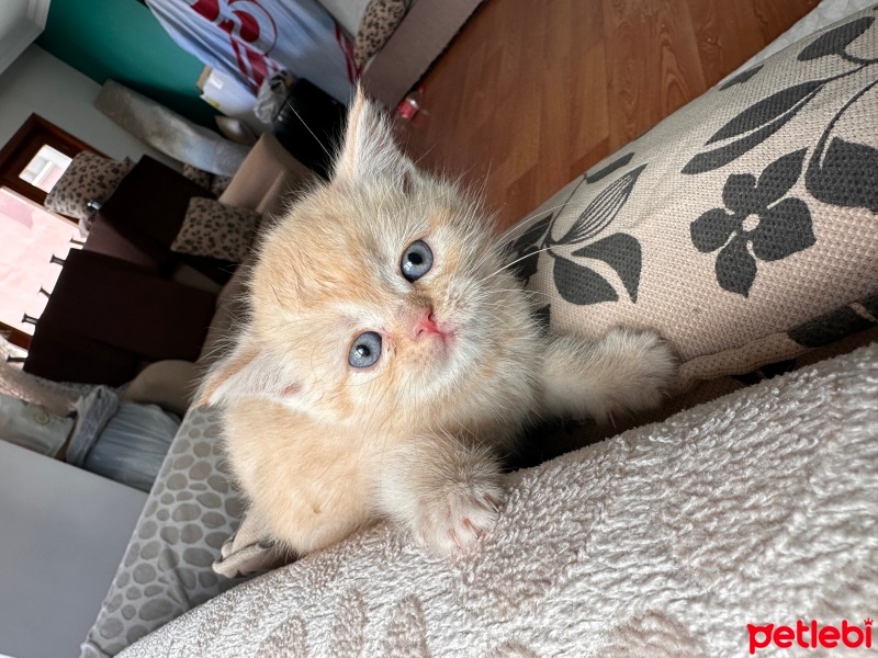 Scottish Fold, Kedi  Red point mavi gözlü yavrular fotoğrafı
