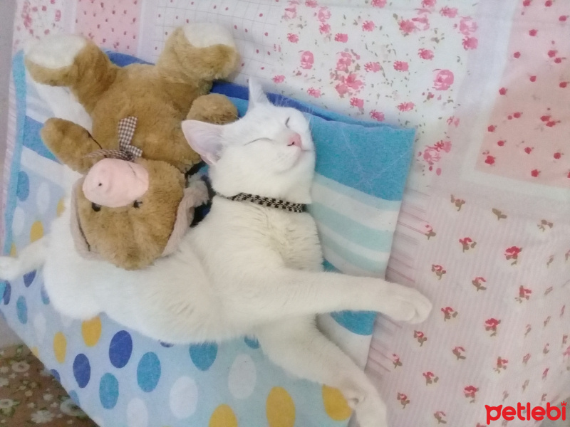Van Kedisi, Kedi  Paşa  fotoğrafı
