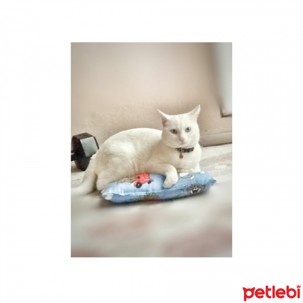 Van Kedisi, Kedi  Paşa  fotoğrafı
