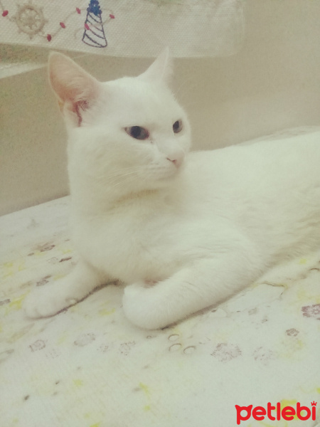 Van Kedisi, Kedi  Paşa  fotoğrafı