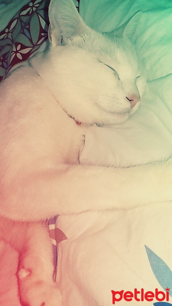 Van Kedisi, Kedi  Paşa  fotoğrafı