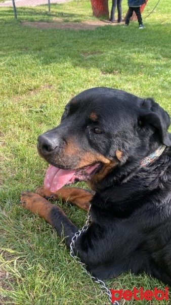 Rottweiler, Köpek  Rodi fotoğrafı