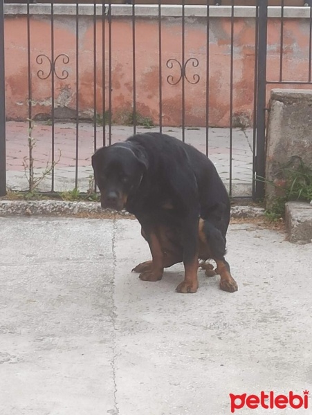 Rottweiler, Köpek  Rodi fotoğrafı