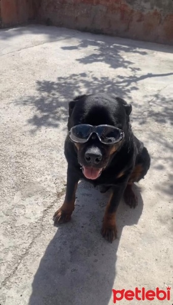Rottweiler, Köpek  Rodi fotoğrafı