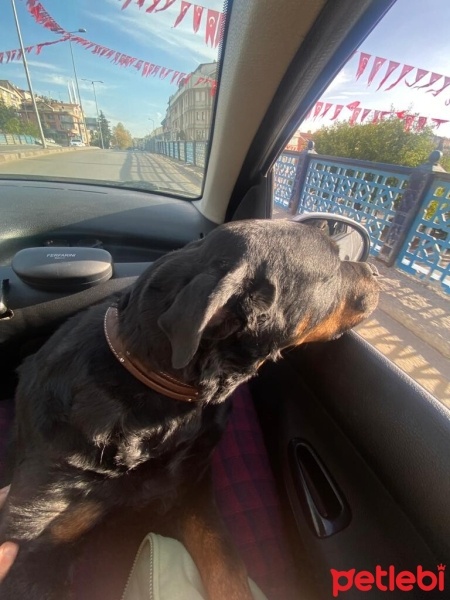 Rottweiler, Köpek  Rodi fotoğrafı