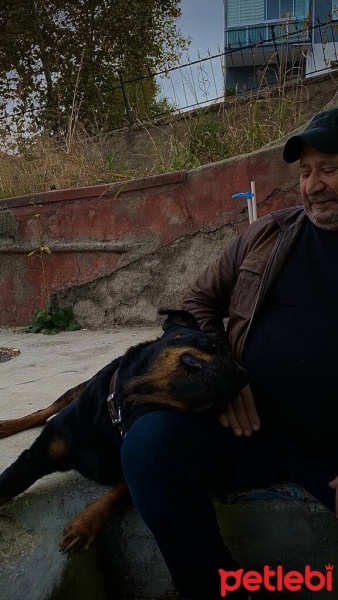 Rottweiler, Köpek  Rodi fotoğrafı