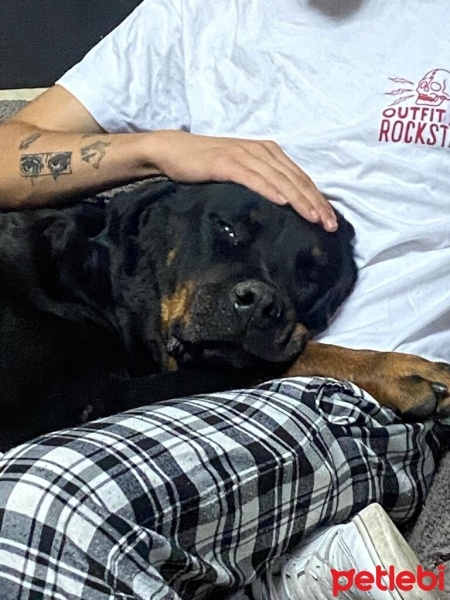 Rottweiler, Köpek  Rodi fotoğrafı