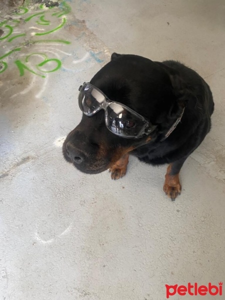 Rottweiler, Köpek  Rodi fotoğrafı