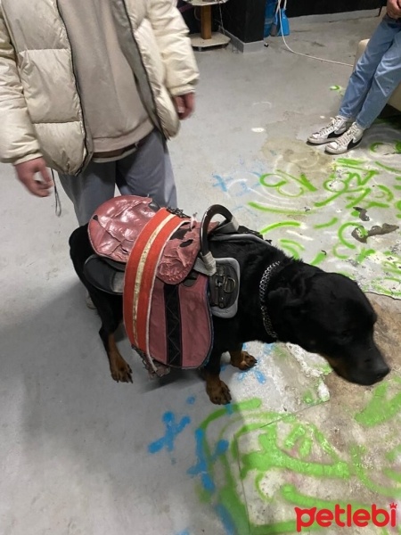 Rottweiler, Köpek  Rodi fotoğrafı