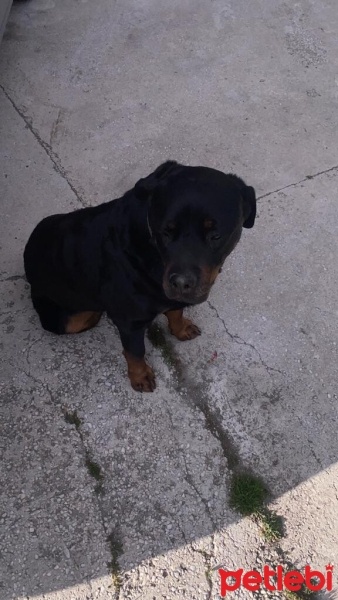 Rottweiler, Köpek  Rodi fotoğrafı