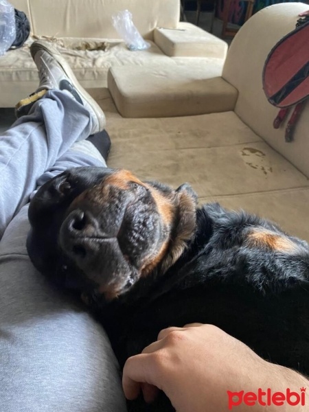 Rottweiler, Köpek  Rodi fotoğrafı
