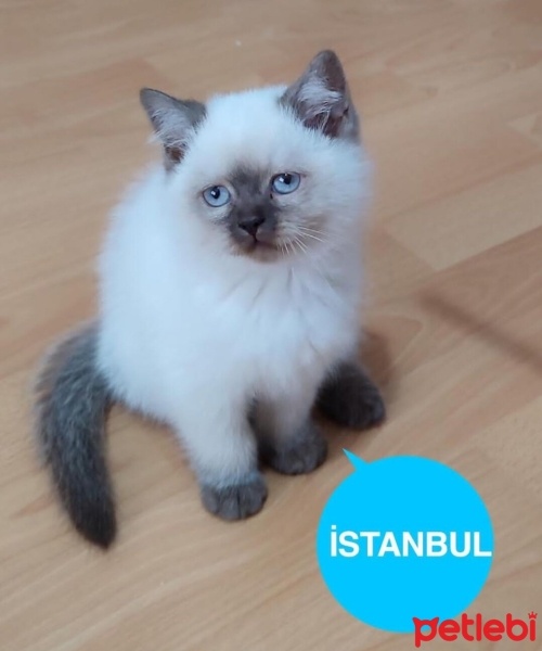British Shorthair, Kedi  Duman fotoğrafı