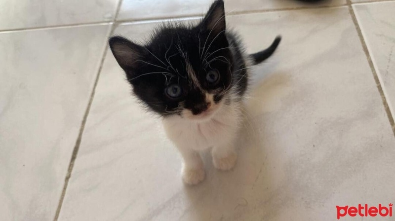 Tuxedo (Smokin) Kedi, Kedi  Pamuk fotoğrafı