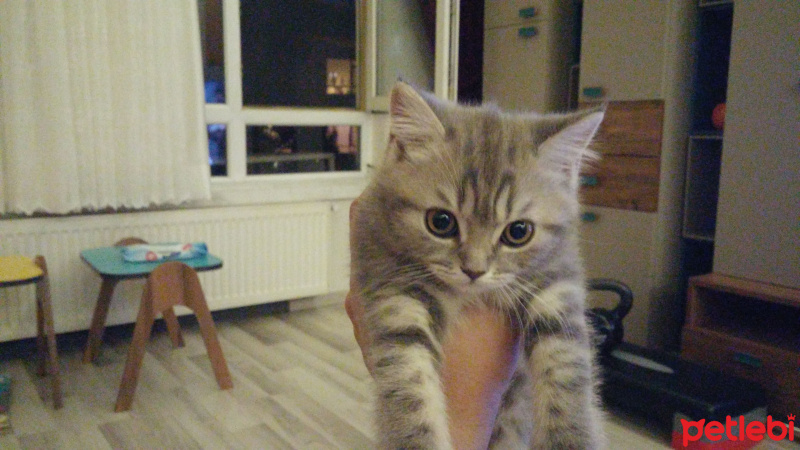 British Shorthair, Kedi  Kibrit fotoğrafı