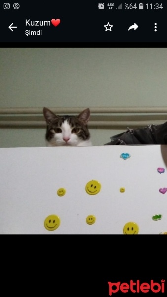 Tekir Kedi, Kedi  Lüna fotoğrafı