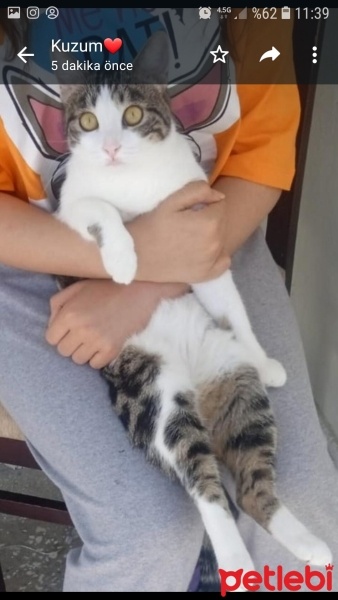 Tekir Kedi, Kedi  Lüna fotoğrafı