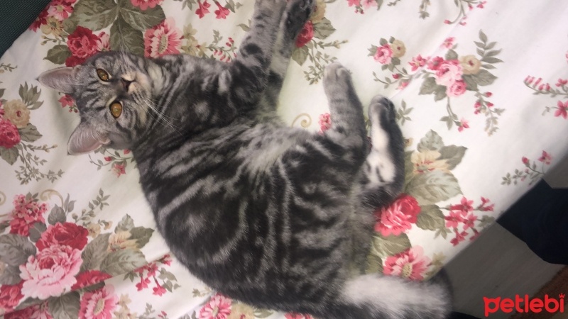 British Longhair, Kedi  Köpük fotoğrafı
