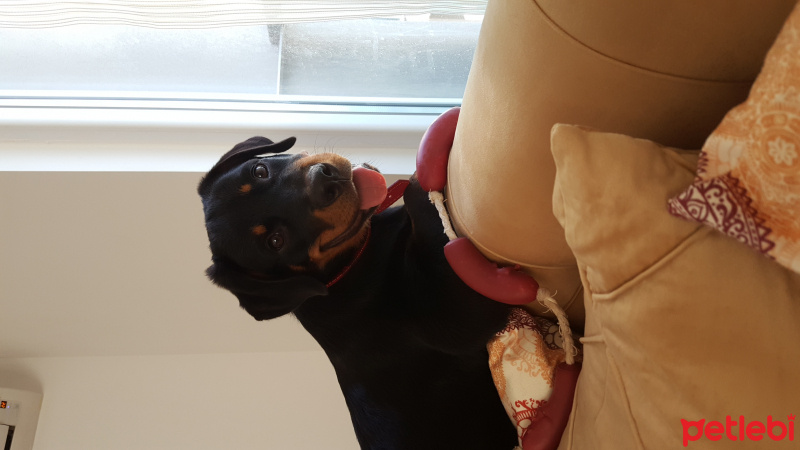Rottweiler, Köpek  Tyson fotoğrafı