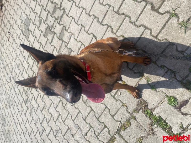 Belçika Malinois, Köpek  Peri fotoğrafı