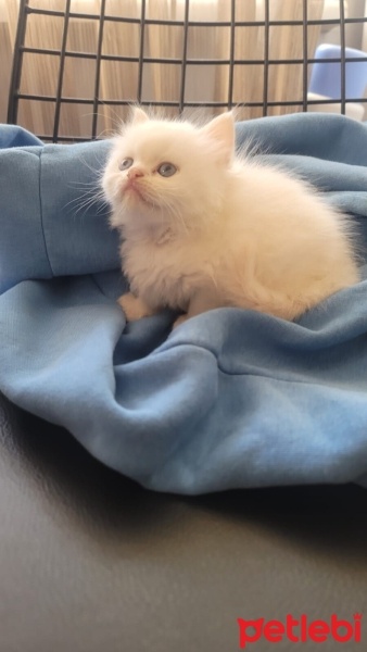 Himalayan, Kedi  Sütlaç fotoğrafı