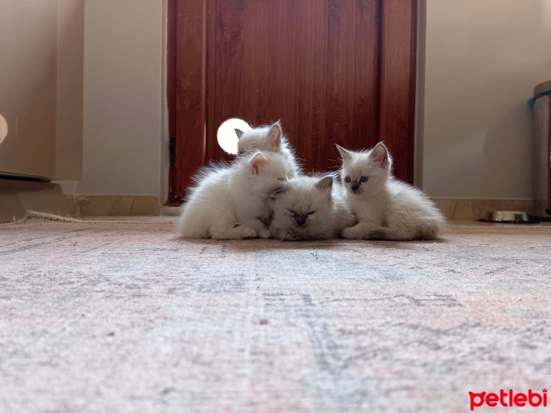 Himalayan, Kedi  Sütlaç fotoğrafı