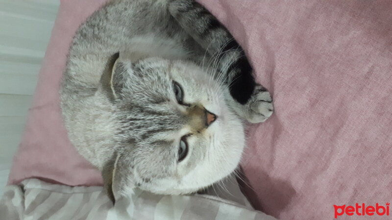 Scottish Fold, Kedi  Mişa fotoğrafı