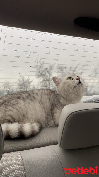 British Shorthair, Kedi  Daisy fotoğrafı