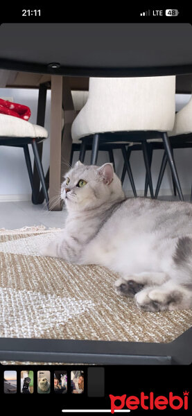 British Shorthair, Kedi  Daisy fotoğrafı