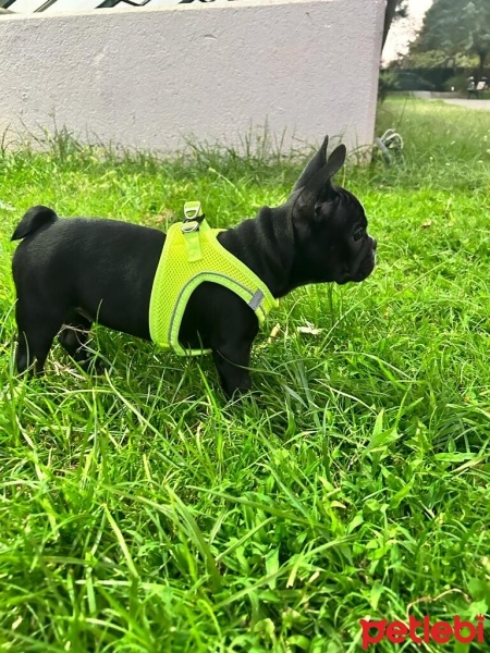Fransız Bulldog, Köpek  Kaju fotoğrafı