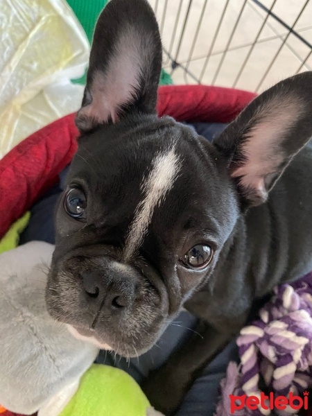 Fransız Bulldog, Köpek  Kaju fotoğrafı