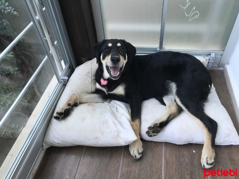 Labrador Retriever, Köpek  TACO fotoğrafı