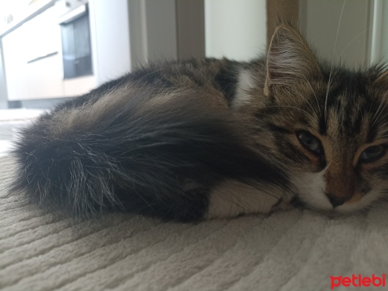 Tekir Kedi, Kedi  Asu fotoğrafı