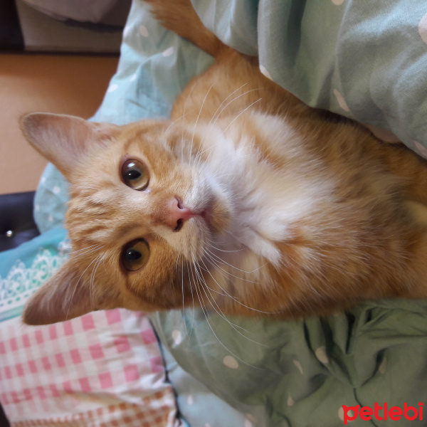 Tekir Kedi, Kedi  Ponçesko fotoğrafı