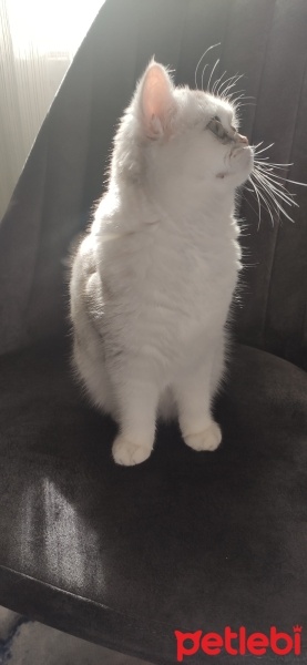 British Shorthair, Kedi  Luna fotoğrafı