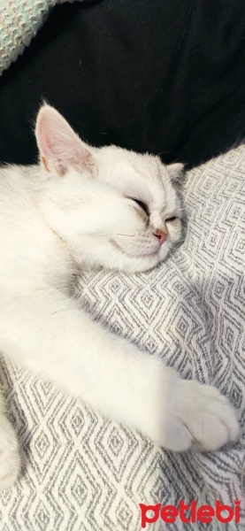 British Shorthair, Kedi  Luna fotoğrafı