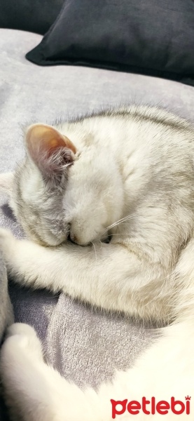 British Shorthair, Kedi  Luna fotoğrafı