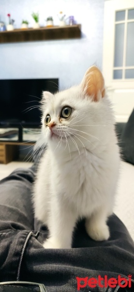 British Shorthair, Kedi  Luna fotoğrafı