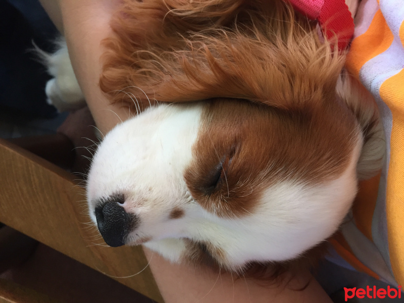 Cavalier King Charles Spanieli, Köpek  Puki fotoğrafı