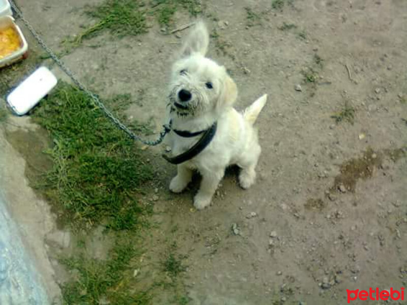 Sokö (Sokak Köpeği), Köpek  Fındık fotoğrafı