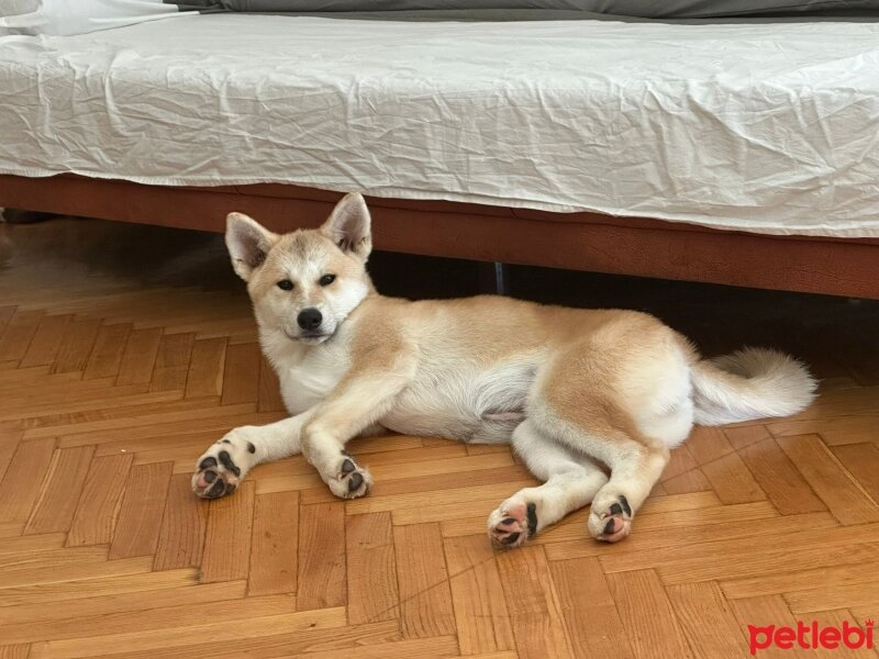 Akita İnu, Köpek  Luna fotoğrafı