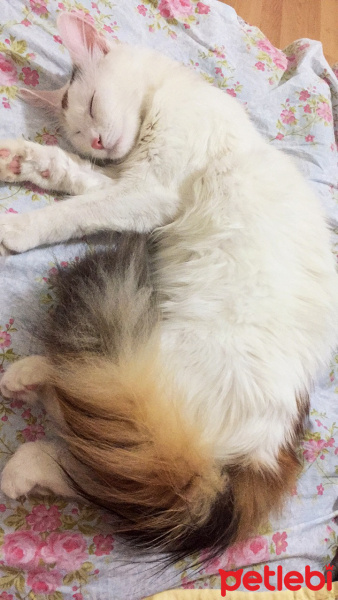 Tekir Kedi, Kedi  Kavun fotoğrafı