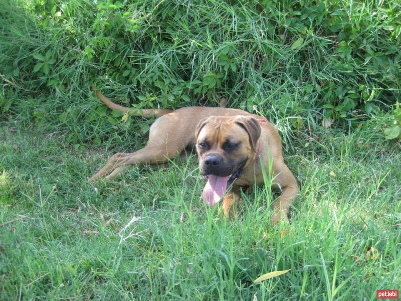 Boxer, Köpek  MIA fotoğrafı