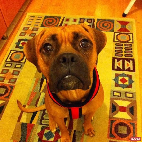 Boxer, Köpek  MIA fotoğrafı