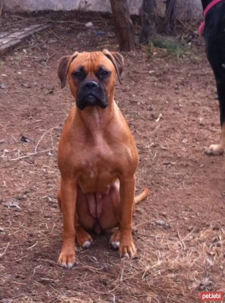 Boxer, Köpek  MIA fotoğrafı